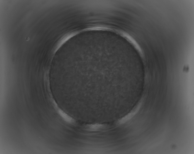 X0000096651425200802051144