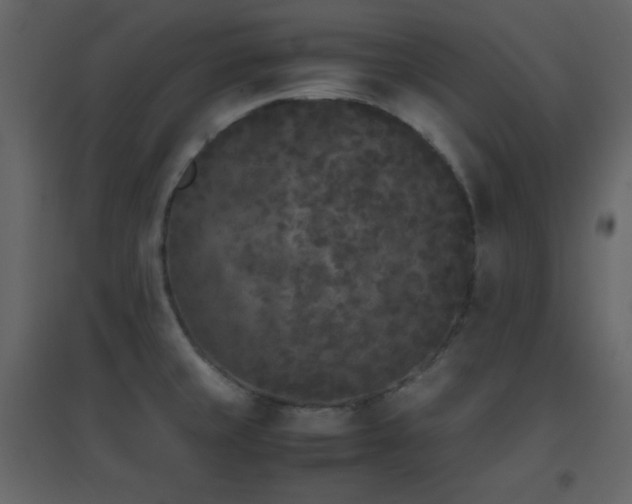 X0000096651429200802051144