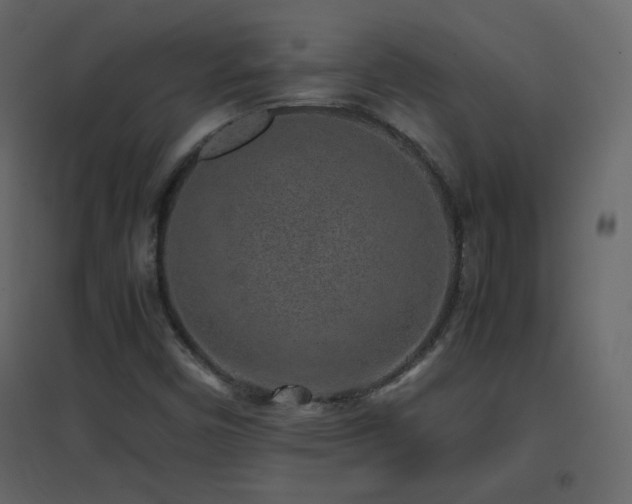 X0000096651450200802051143