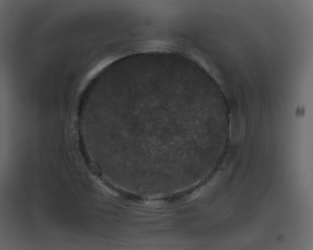 X0000096651453200802051143