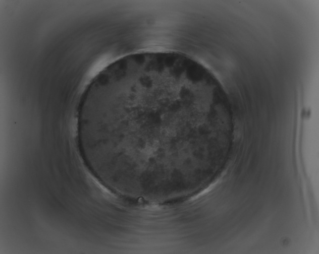 X0000096651459200802051143