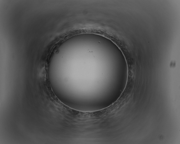 X0000096651493200802051142