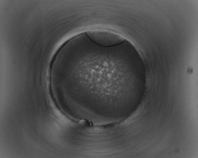 X0000096651515200802051142
