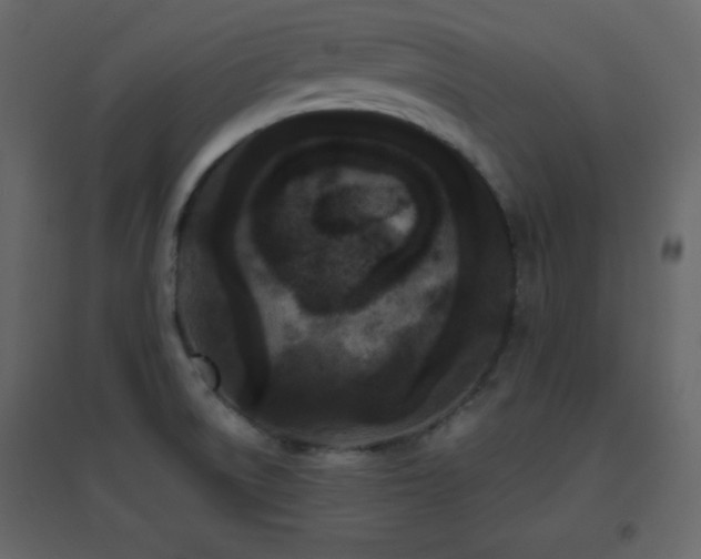 X0000096651522200802051143