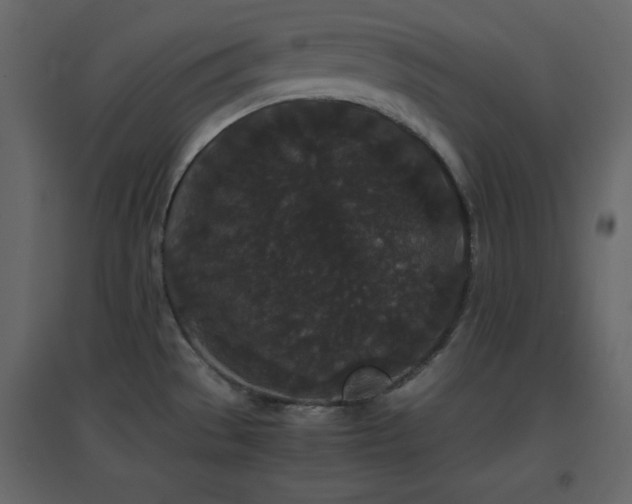 X0000096651529200802051143