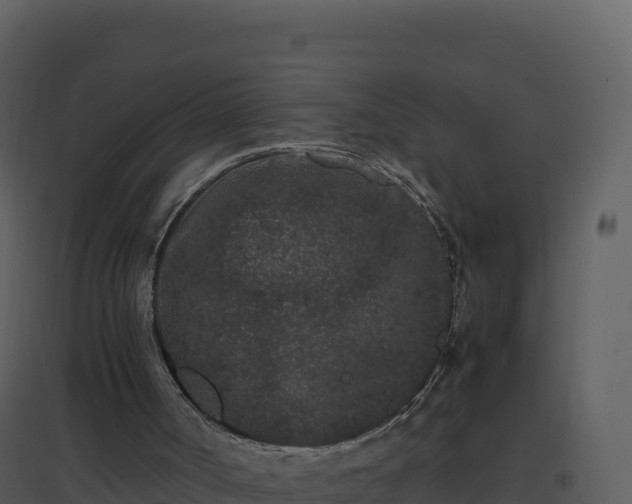 X0000096650002200802121143