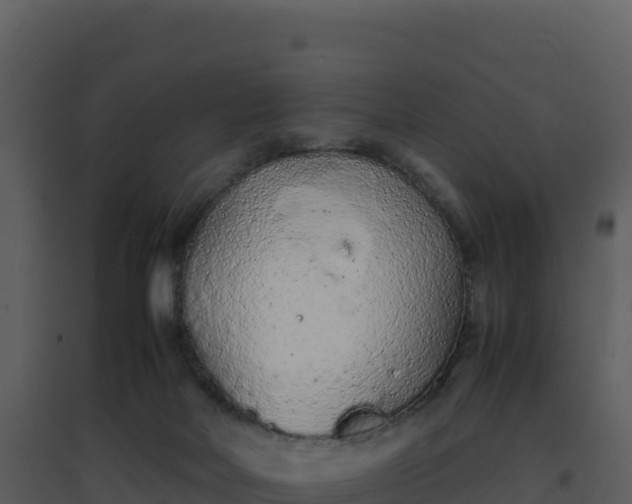 X0000096650026200802121143