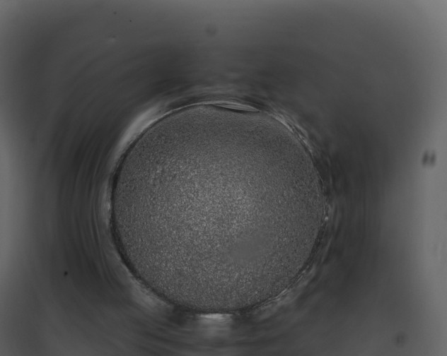 X0000096650053200802121141