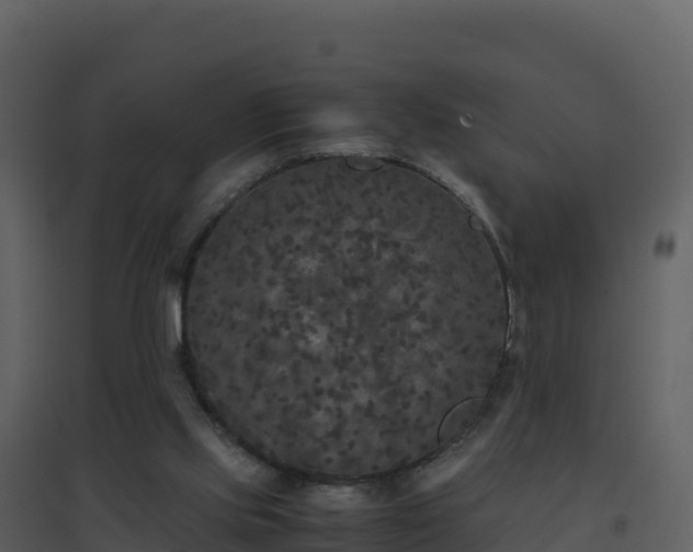 X0000096650061200802121141