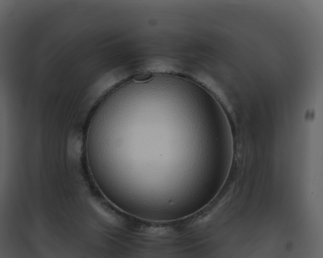 X0000096650063200802121142