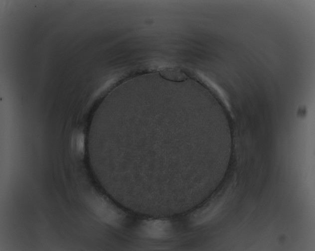 X0000096650067200802121142