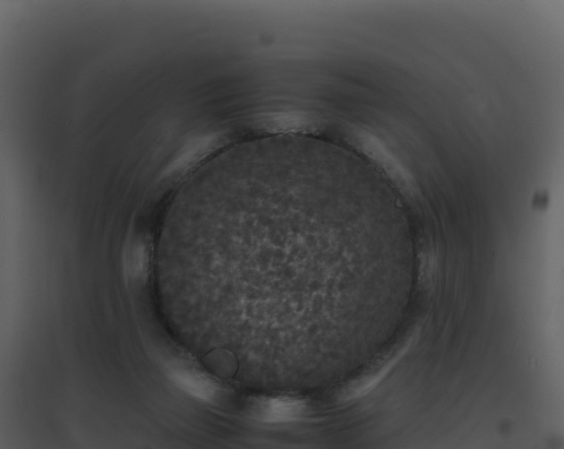 X0000096650165200802121140