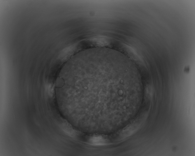 X0000096650177200802121140