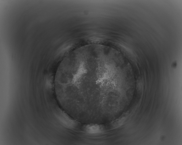 X0000096650181200802121141
