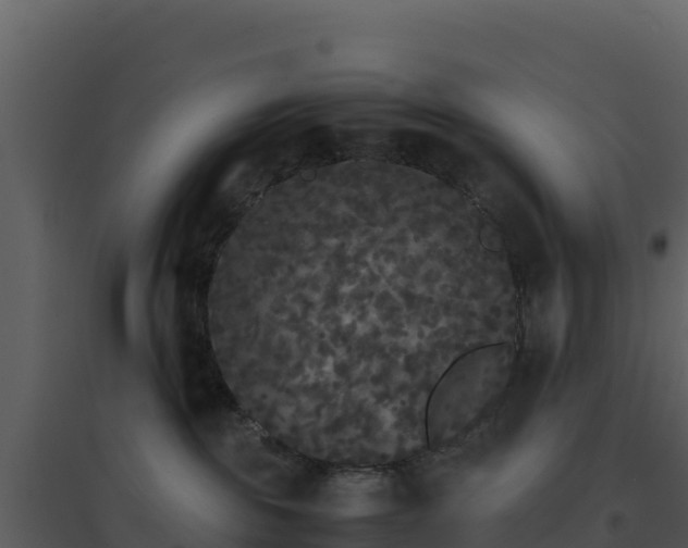 X0000096650189200802121141