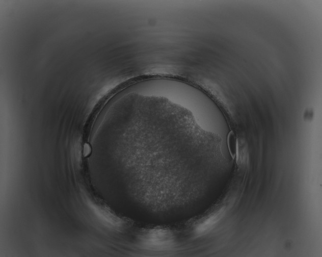 X0000096650204200802121140