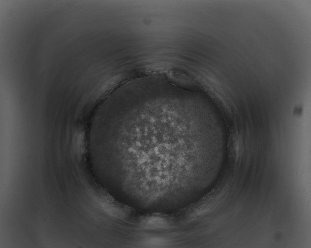 X0000096650224200802121140