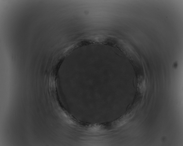 X0000096650235200802121139