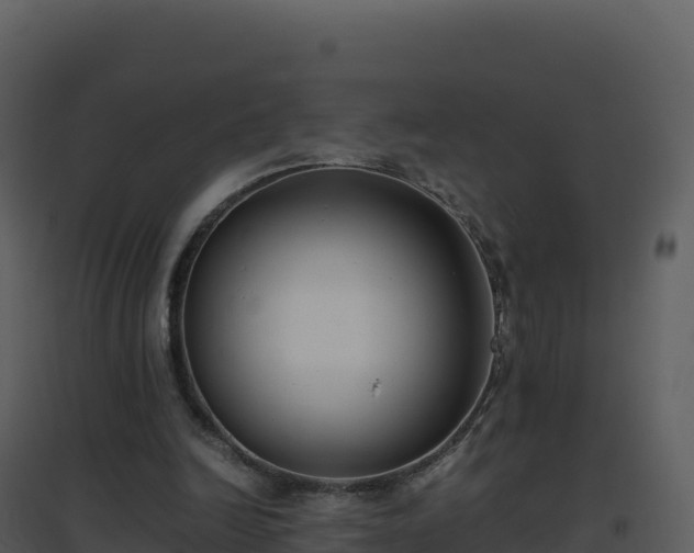 X0000096650246200802121139