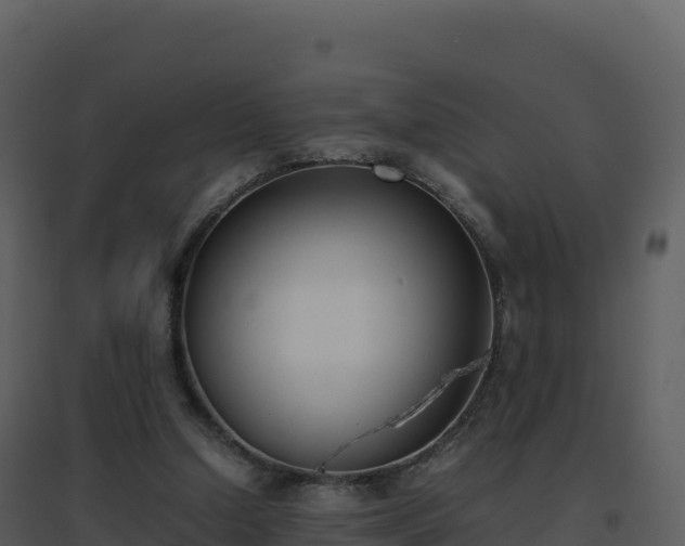 X0000096650250200802121139