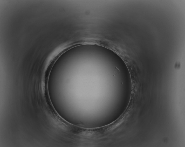 X0000096650294200802121139