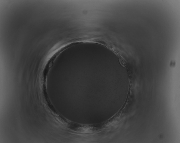X0000096650295200802121139
