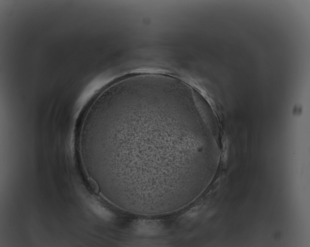 X0000096650296200802121139