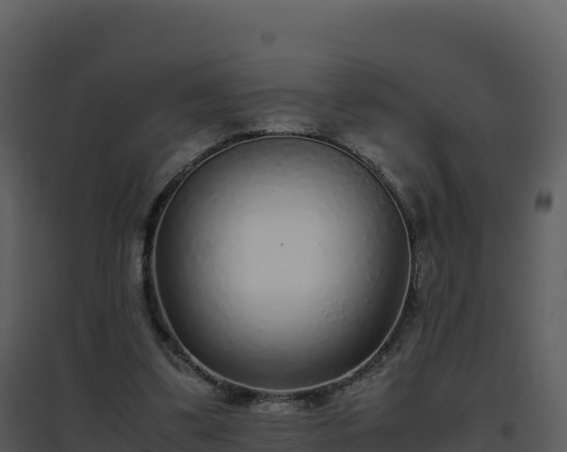 X0000096650299200802121139