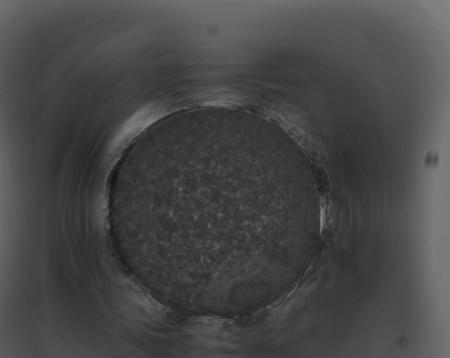 X0000096650339200802121137