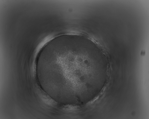 X0000096650343200802121137