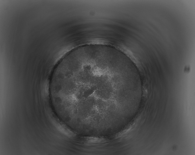 X0000096650347200802121137