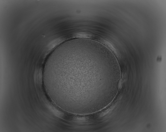 X0000096650349200802121137