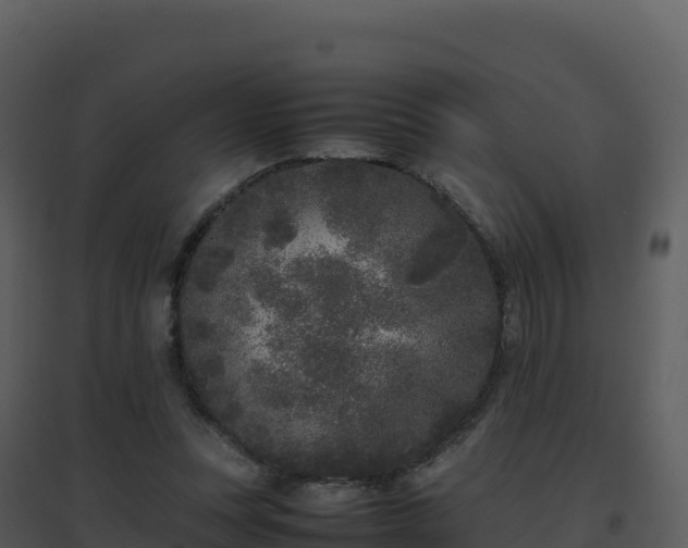 X0000096650351200802121137