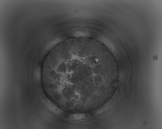 X0000096650353200802121137