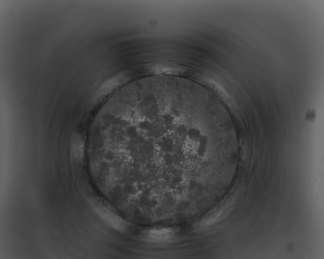 X0000096650357200802121137