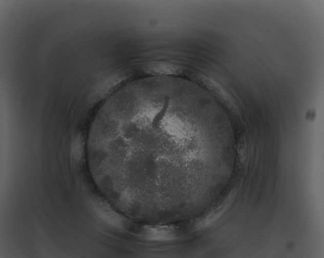 X0000096650359200802121137