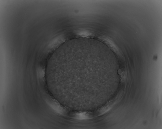 X0000096650365200802121138