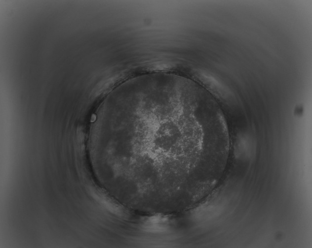 X0000096650366200802121138