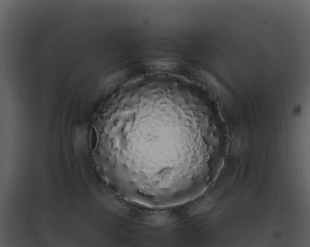 X0000096650377200802121138