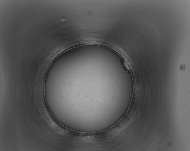 X0000096650433200802121136