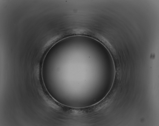 X0000096650442200802121136