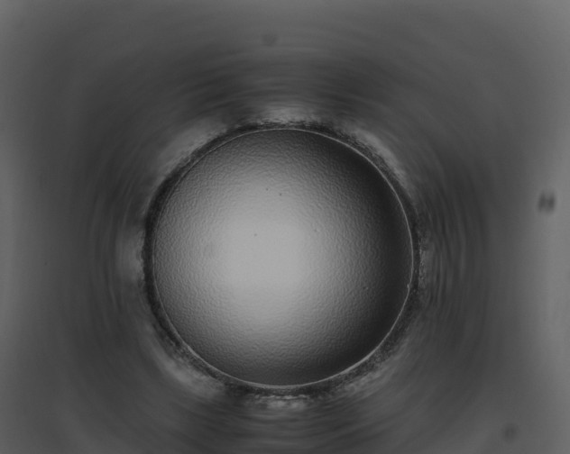 X0000096650443200802121136