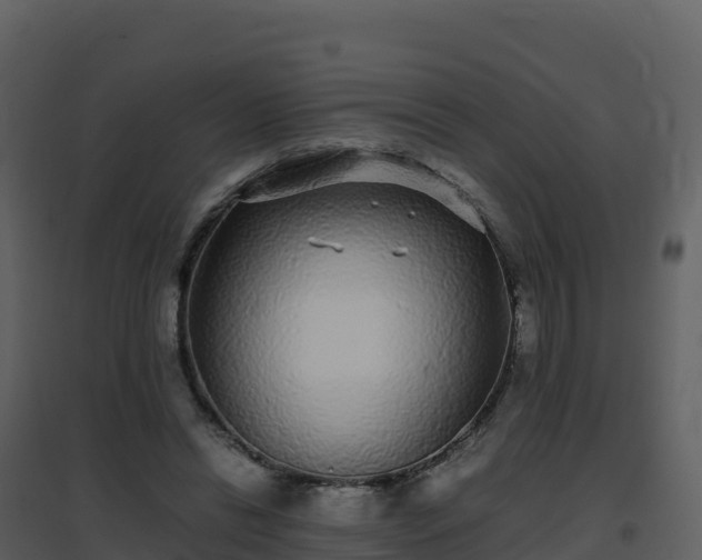 X0000096650446200802121136