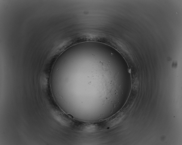 X0000096650456200802121136