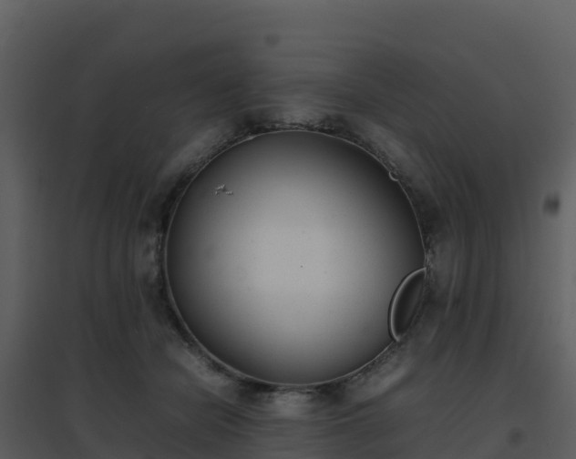 X0000096650462200802121136