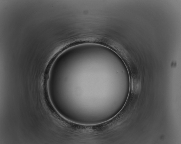 X0000096650483200802121136
