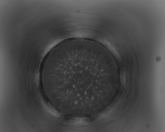 X0000096650488200802121136