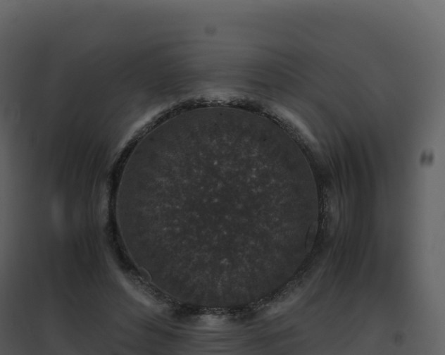 X0000096650496200802121135