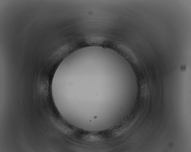 X0000096650498200802121135