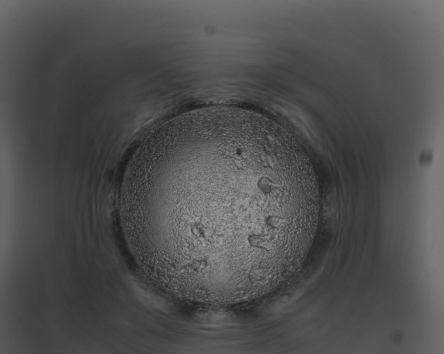 X0000096650503200802121135
